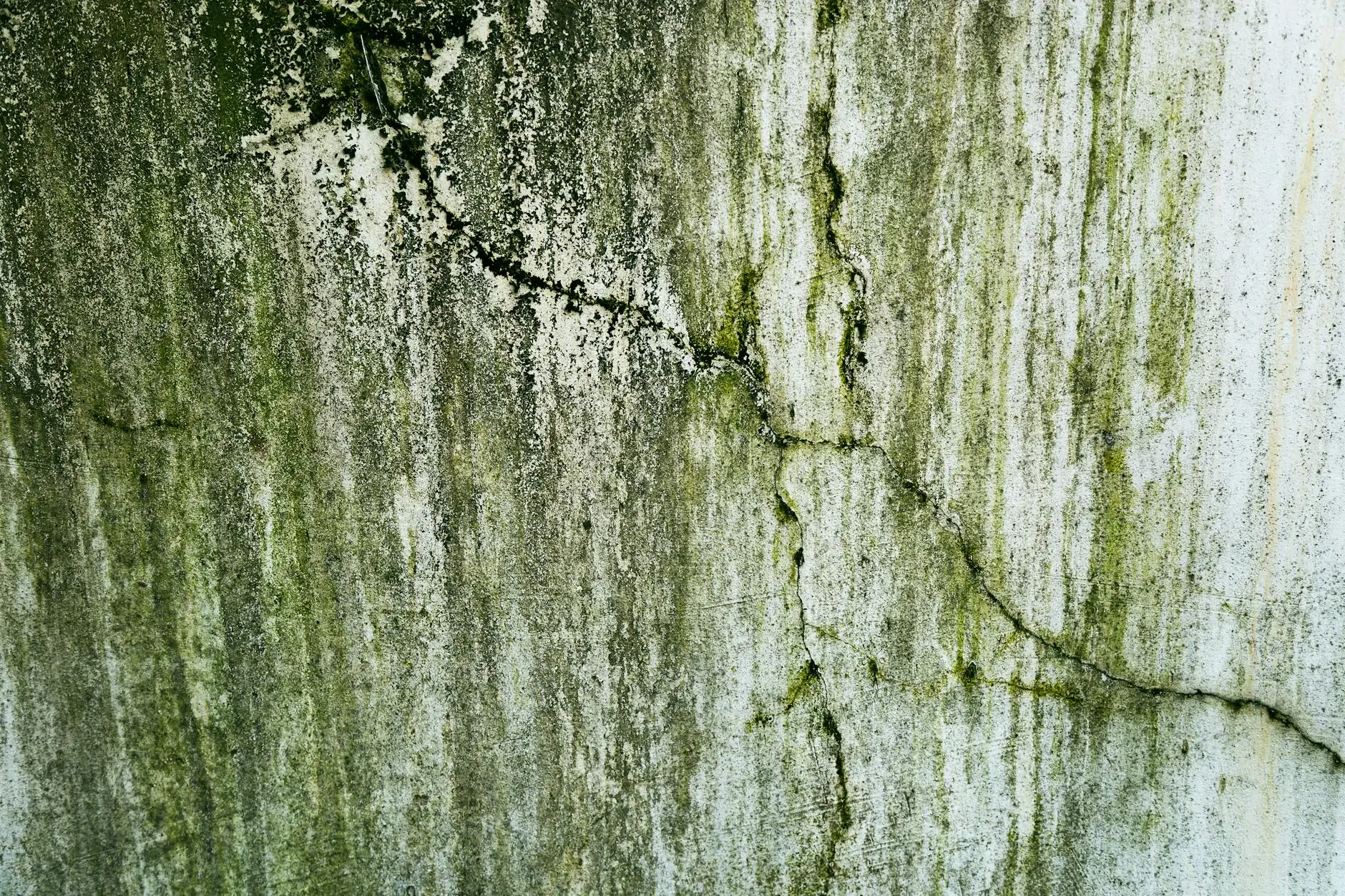 Our Story: Protecting Miami Homes and Businesses from Mold